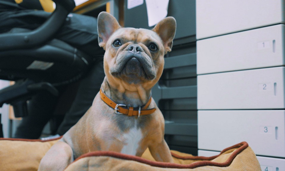 a french bulldog perks its ears up at the camera, one of the nine dogs in the paws trading office