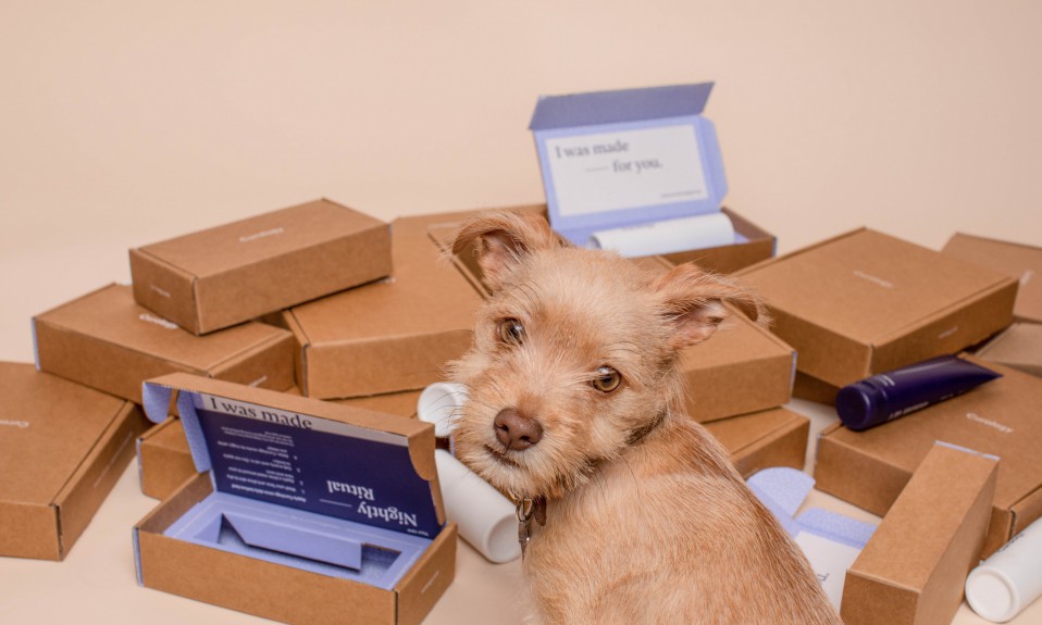 Chihuahua subscription box top